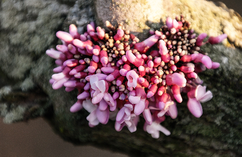 pinkerfloweretree